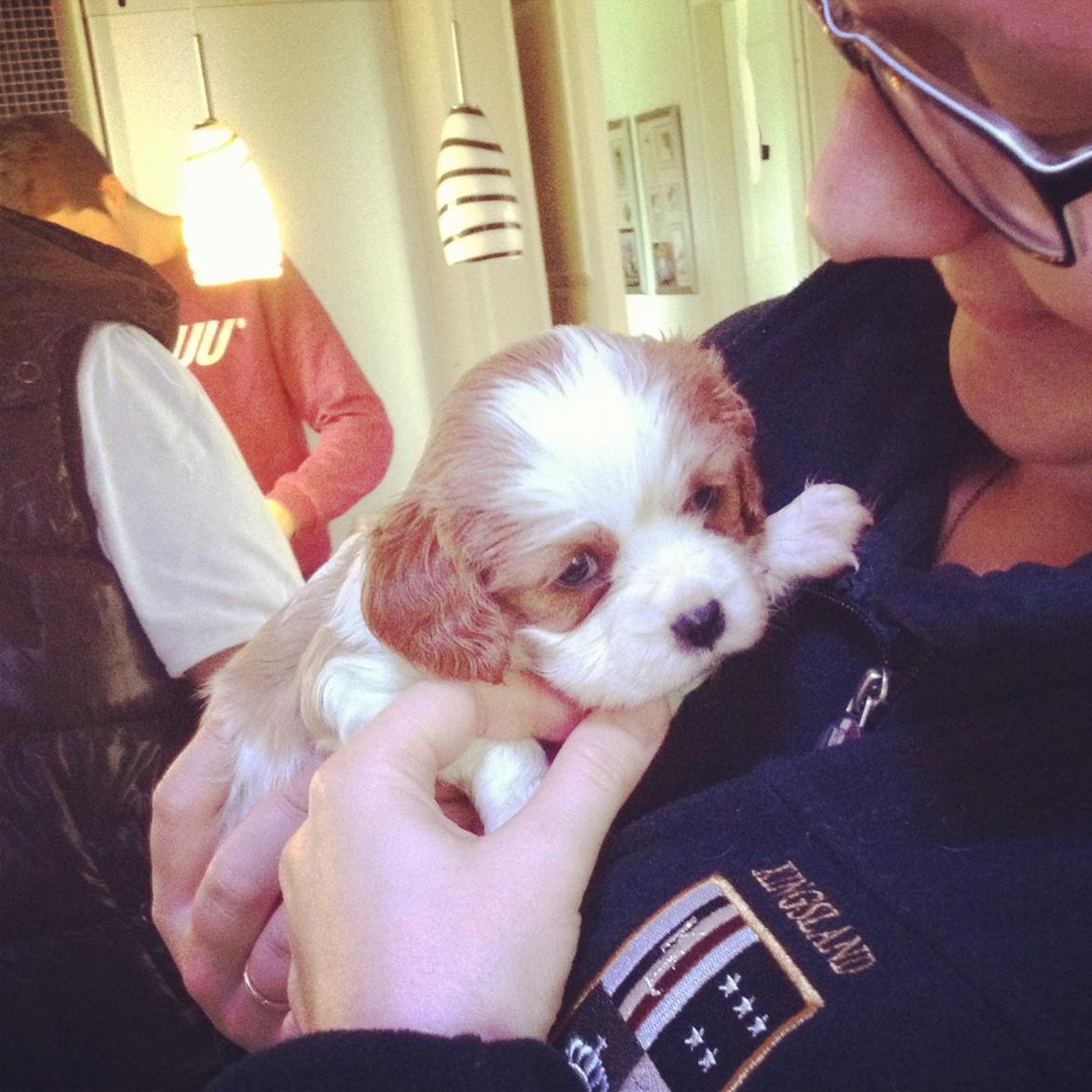 Cavalier king charles spaniel Arne - Første møde med Arne. Det var kærlighed ved første blik. her er han kun 4 uger. billede 5