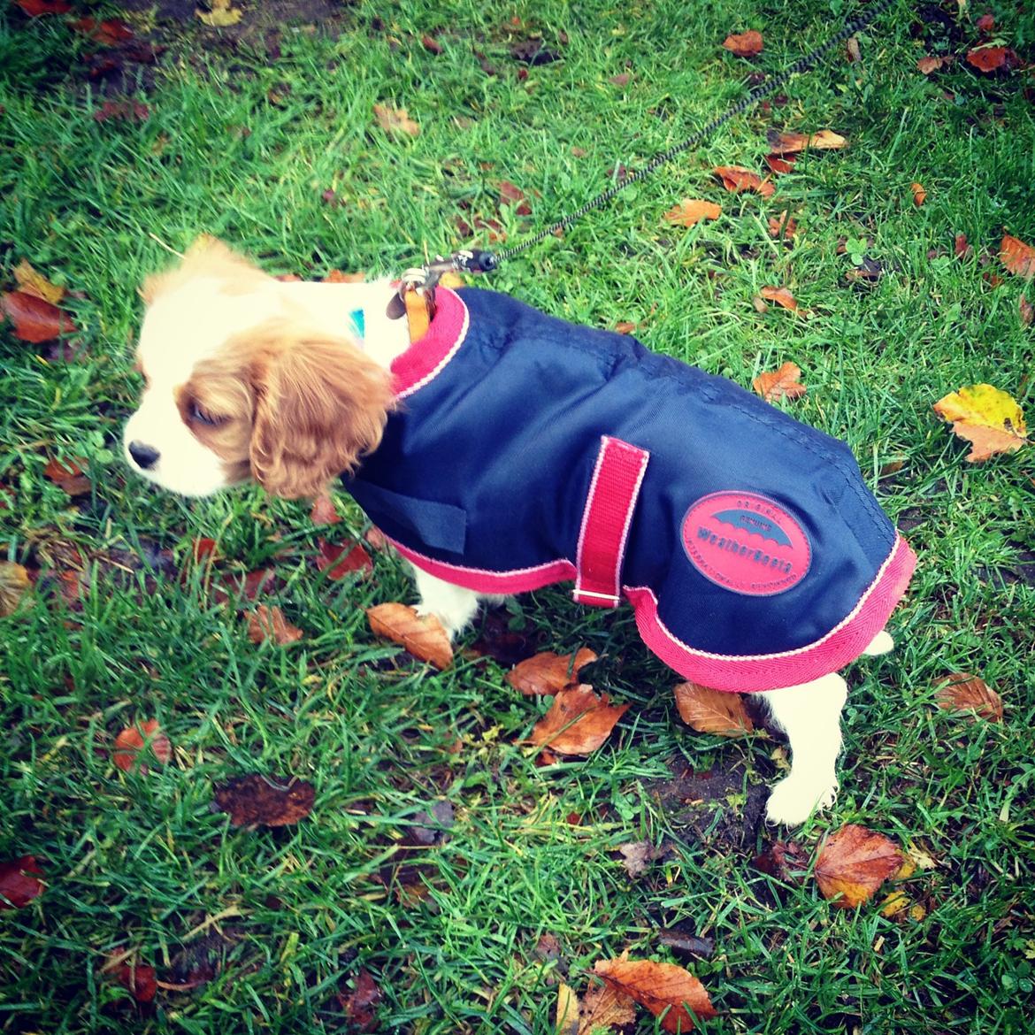 Cavalier king charles spaniel Arne - Arne i hans fine Weatherbeeta dækken. billede 6
