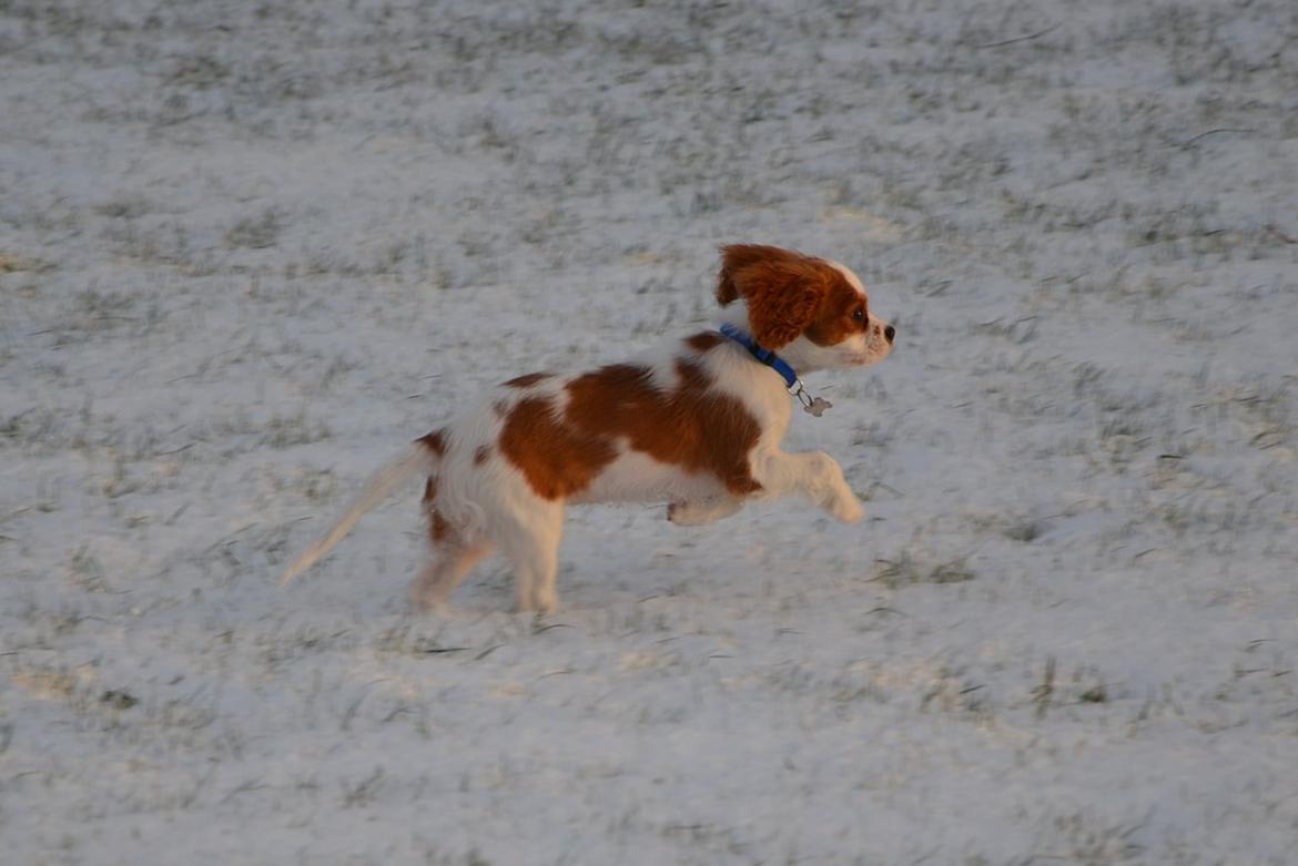 Cavalier king charles spaniel Arne - Arne i sneen start dec. 2013 billede 8