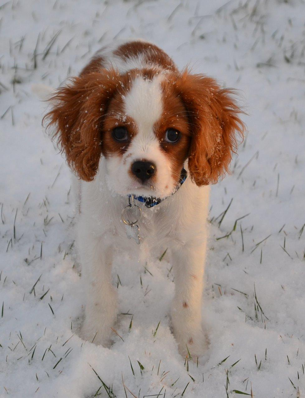 Cavalier king charles spaniel Arne - Arne i sneen dec. 2013 billede 9