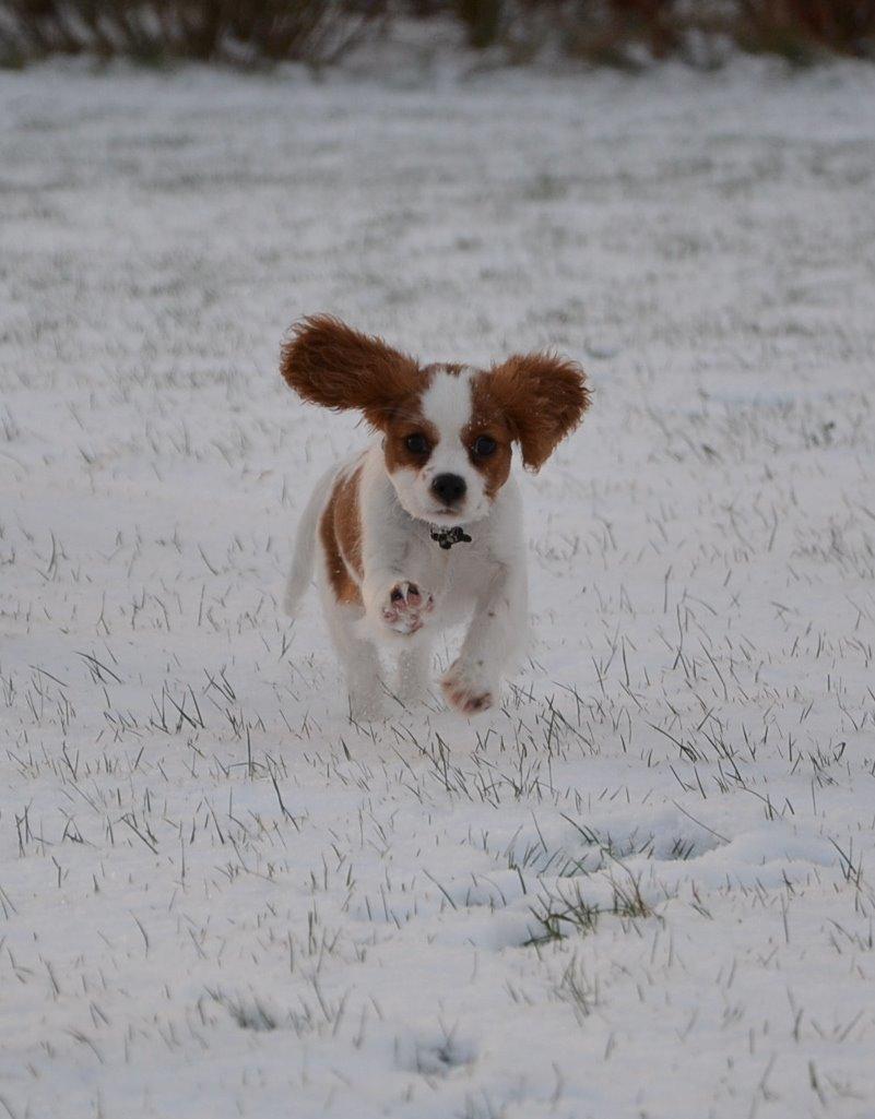 Cavalier king charles spaniel Arne - Arne i sneen dec. 2013 billede 10