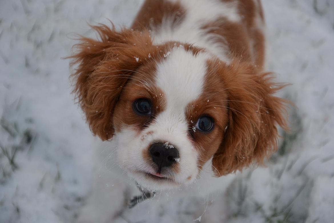 Cavalier king charles spaniel Arne - Arne i sneen dec. 2013 billede 11