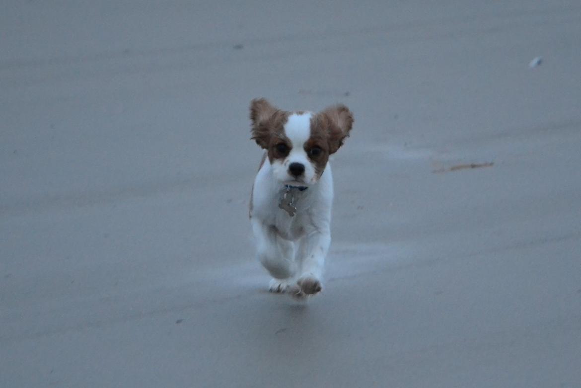 Cavalier king charles spaniel Arne - En blæsende dag ved vesterhavet i december 2013 billede 12
