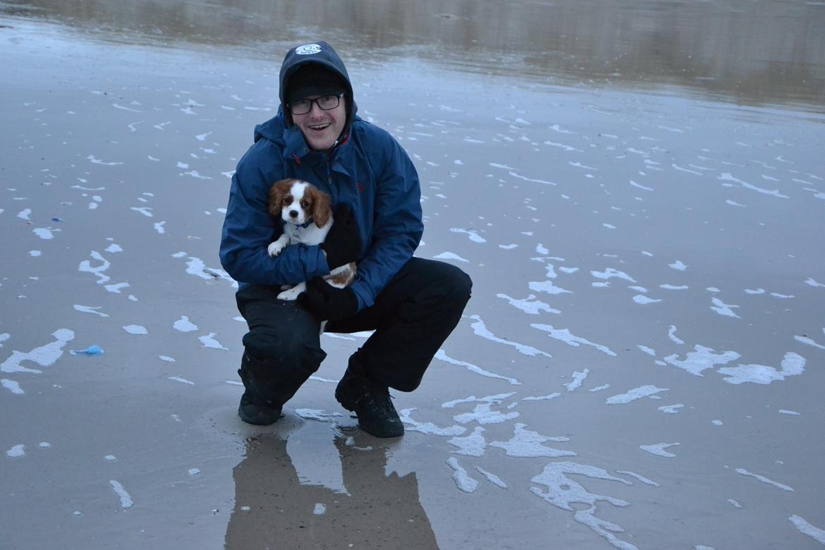 Cavalier king charles spaniel Arne - En blæsende dag ved vesterhavet i december 2013 billede 13