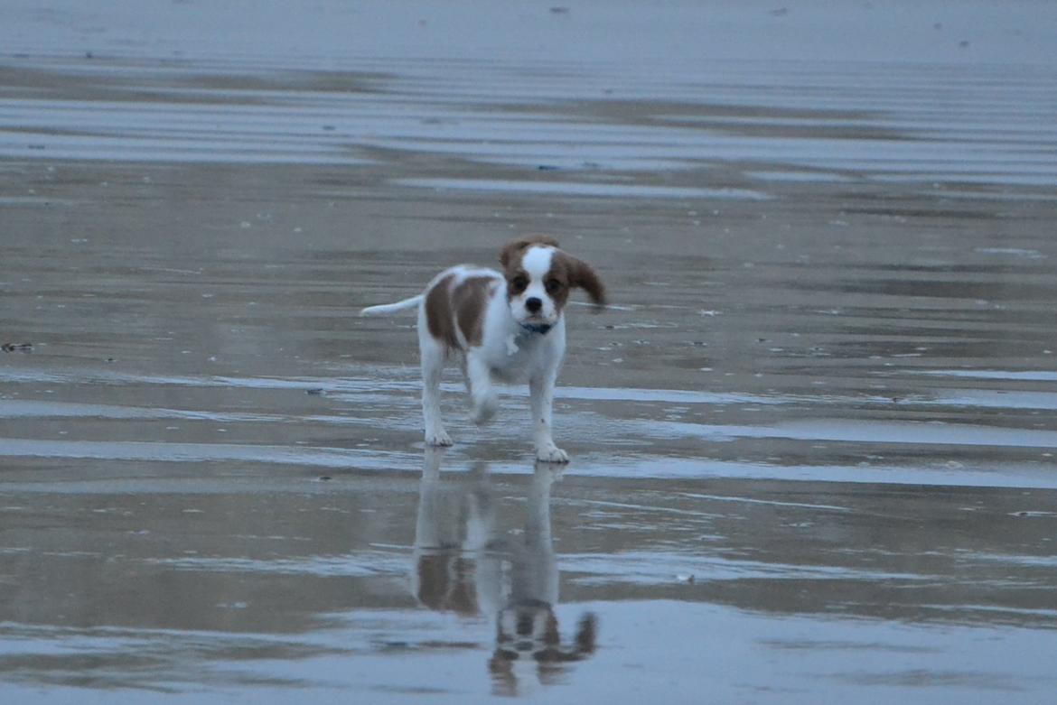 Cavalier king charles spaniel Arne - En blæsende dag ved vesterhavet i december 2013 billede 14