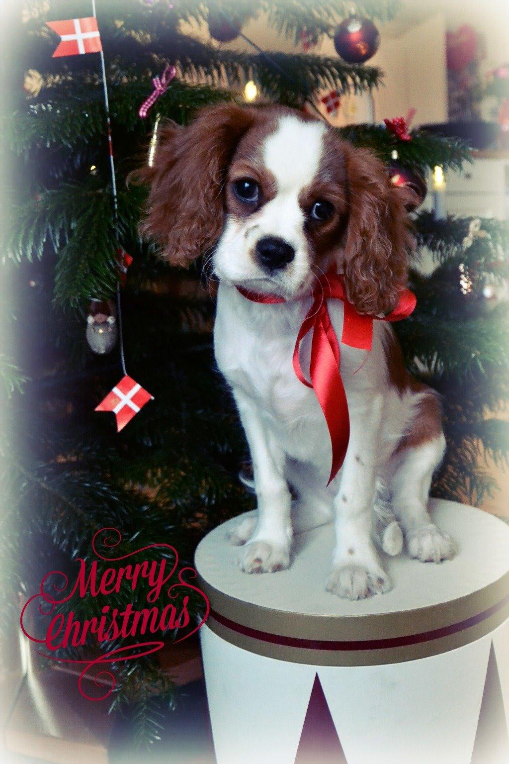Cavalier king charles spaniel Arne - Jule protrætter jeg selv har taget 2013. billede 15