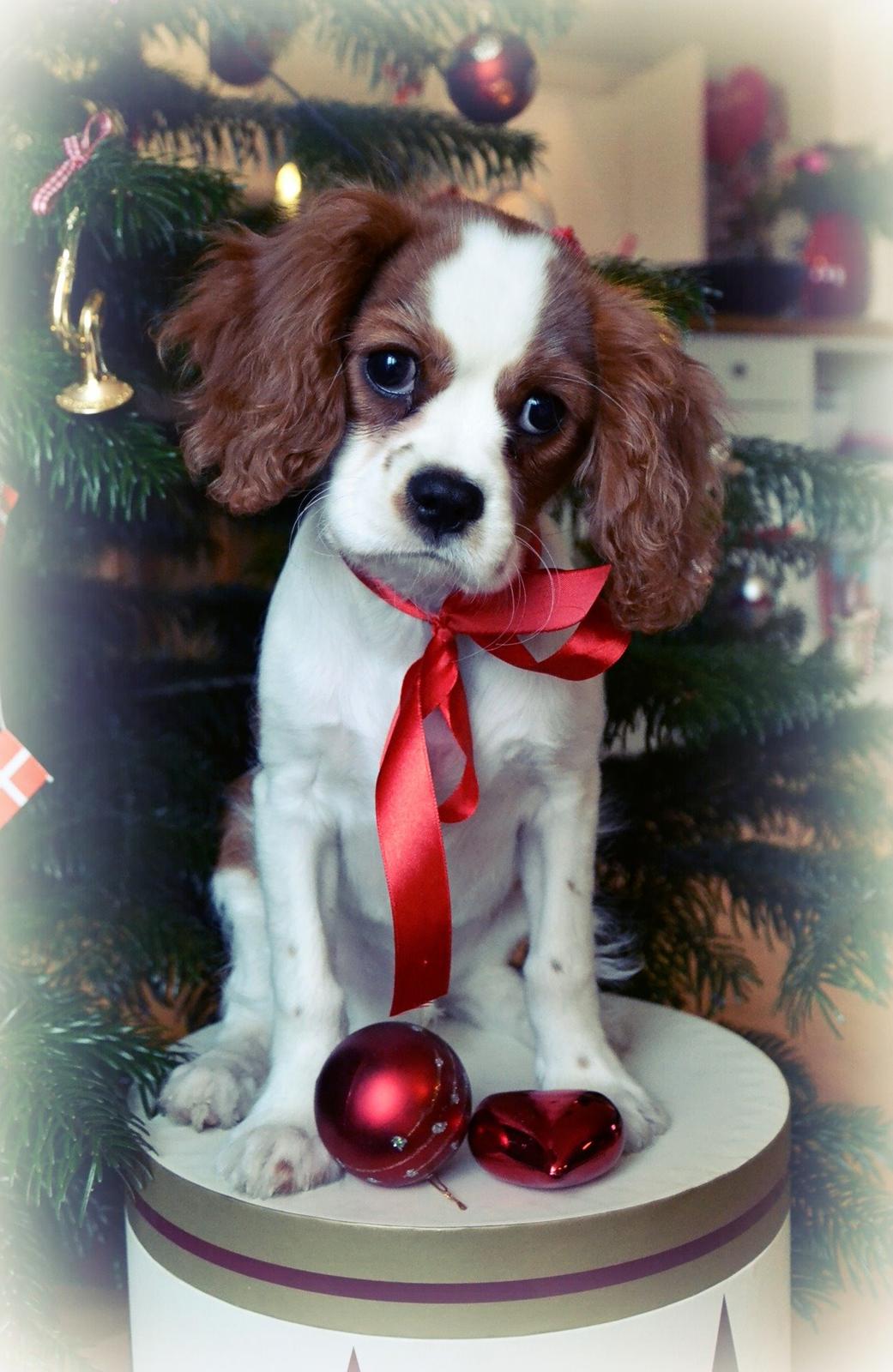 Cavalier king charles spaniel Arne - Jule protrætter jeg selv har taget 2013. billede 16