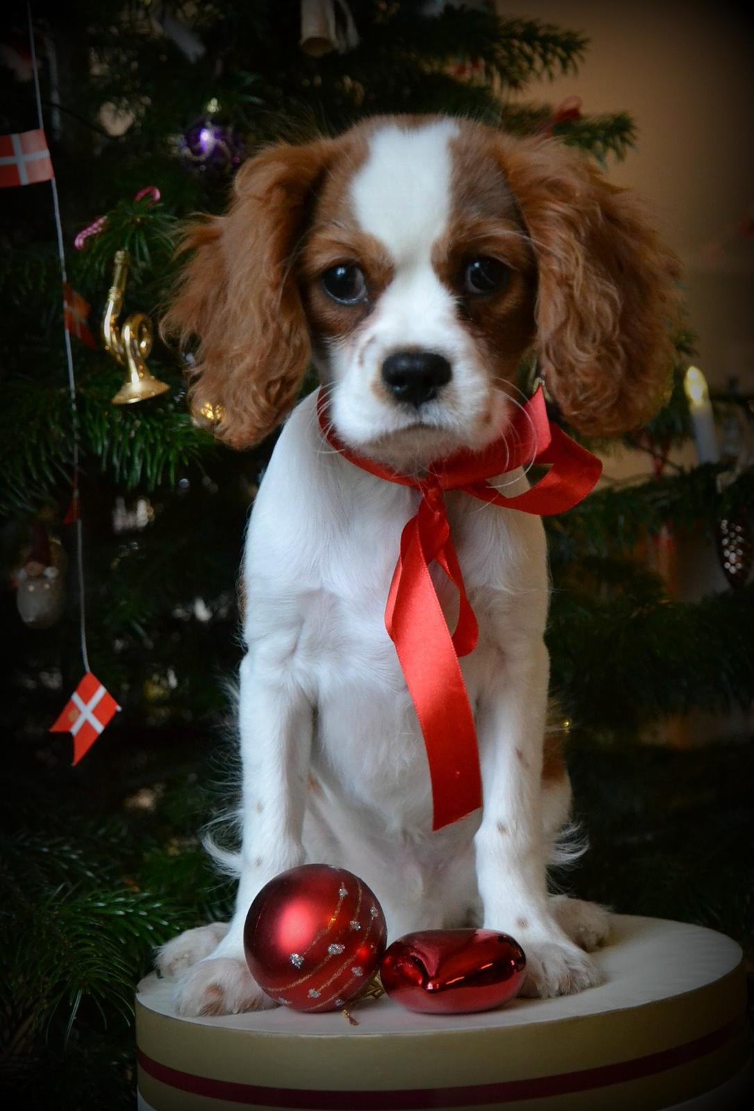 Cavalier king charles spaniel Arne - Jule protrætter jeg selv har taget 2013. billede 17