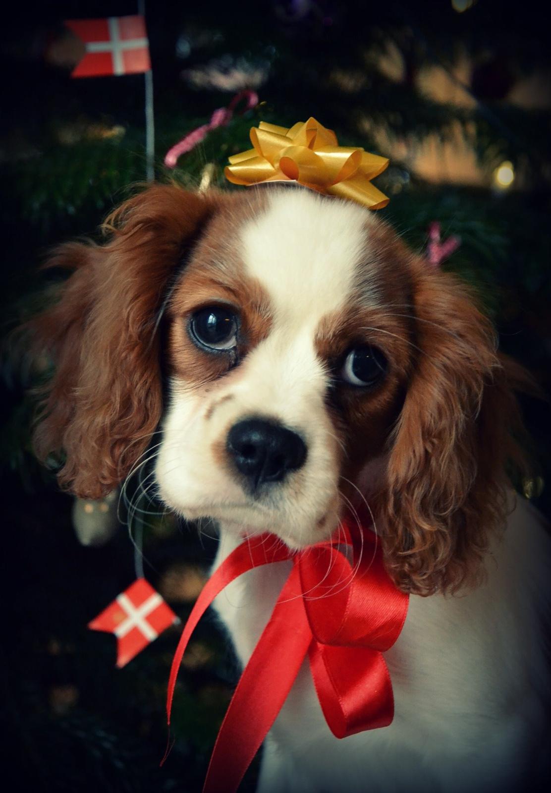 Cavalier king charles spaniel Arne - Jule protrætter jeg selv har taget 2013. billede 18