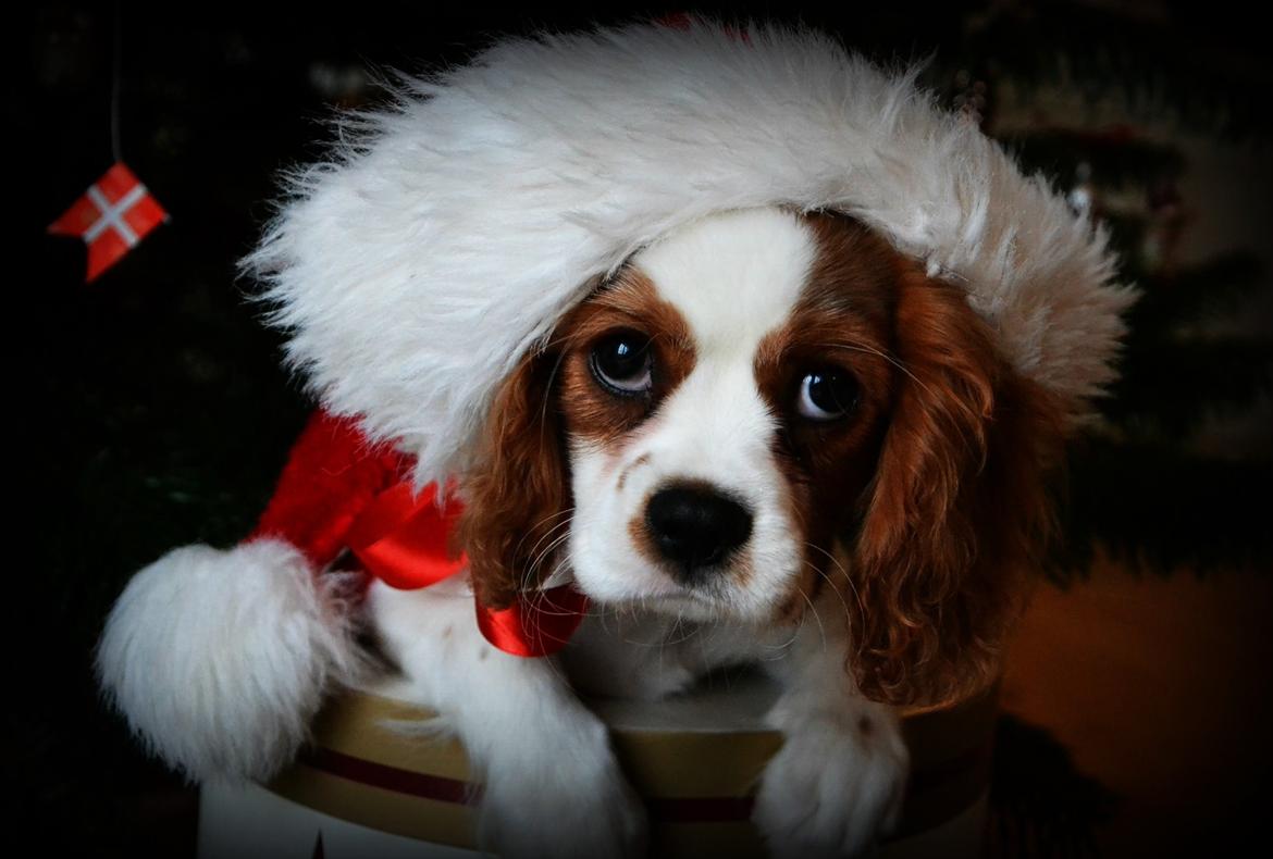 Cavalier king charles spaniel Arne - Jule protrætter jeg selv har taget 2013. billede 19