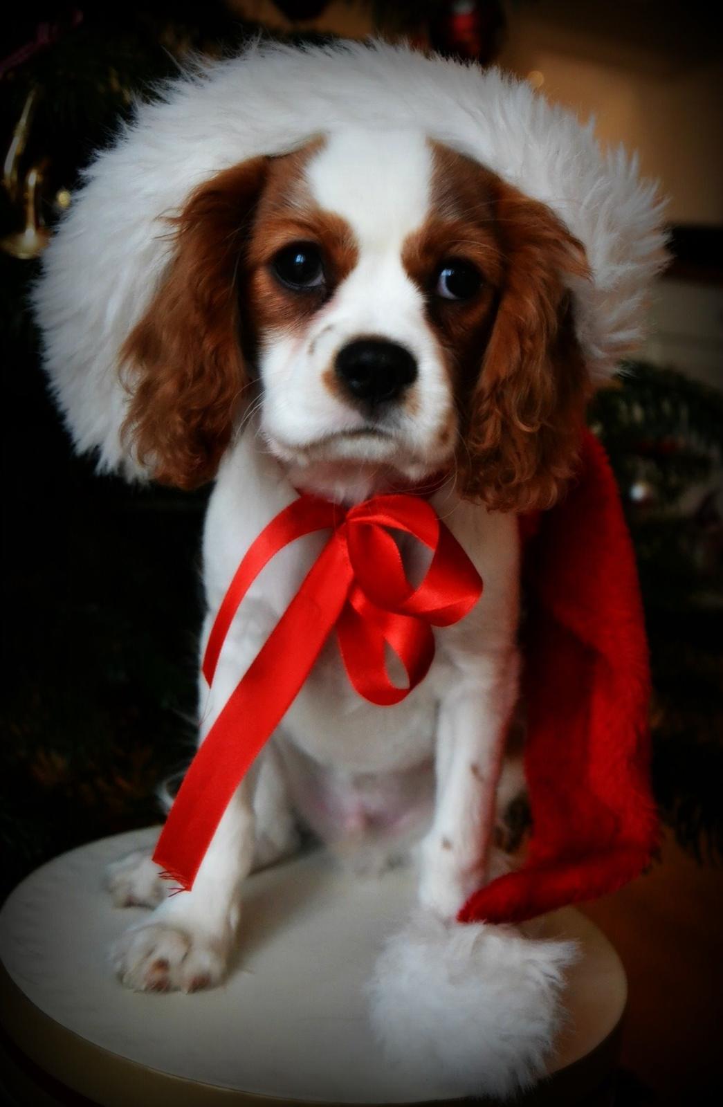 Cavalier king charles spaniel Arne - Jule protrætter jeg selv har taget 2013. billede 20