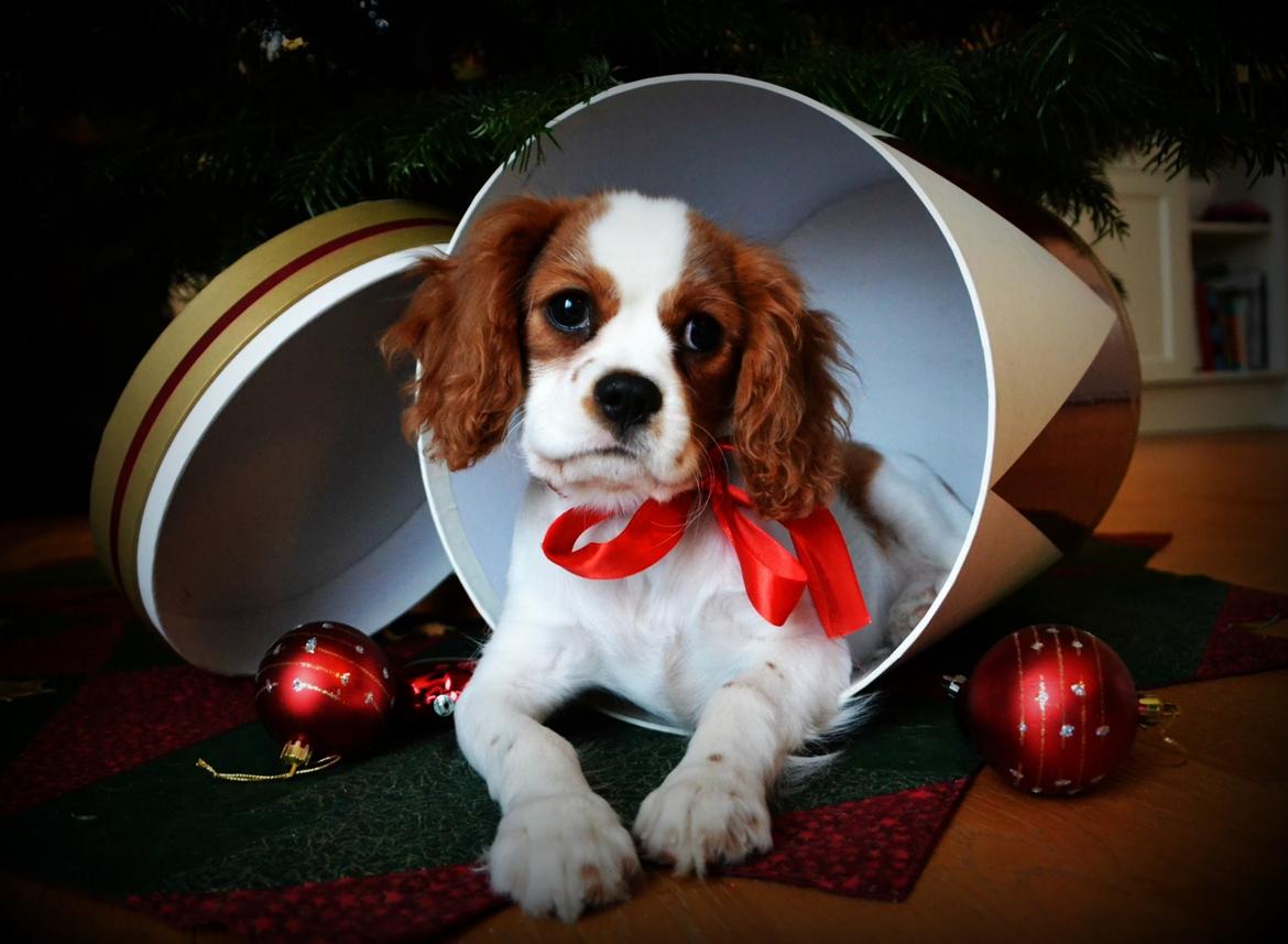 Cavalier king charles spaniel Arne - Jule protrætter jeg selv har taget 2013. billede 21