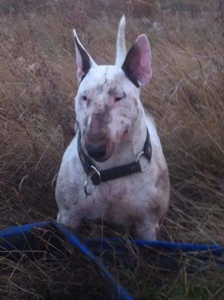 Bullterrier Amy - Skønt mudderbad :P billede 12