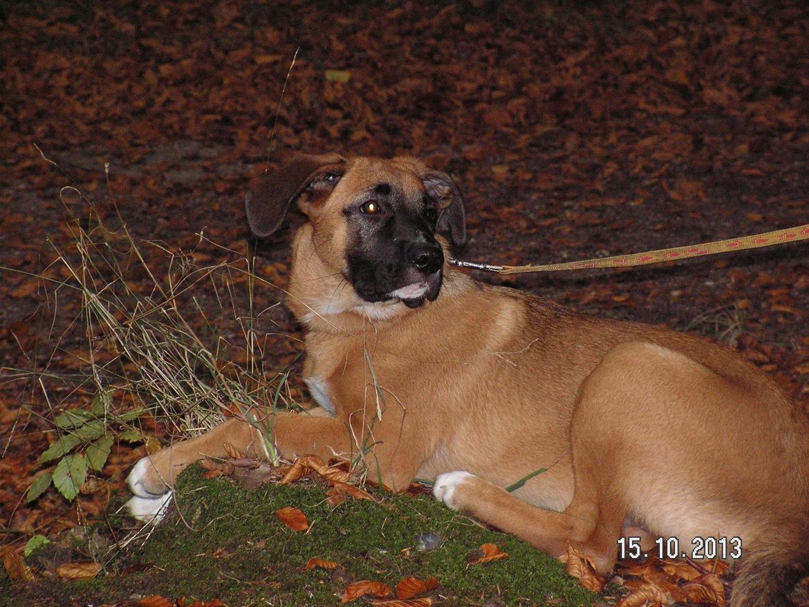 Blanding af racer Bertha - Skovtur :) billede 24