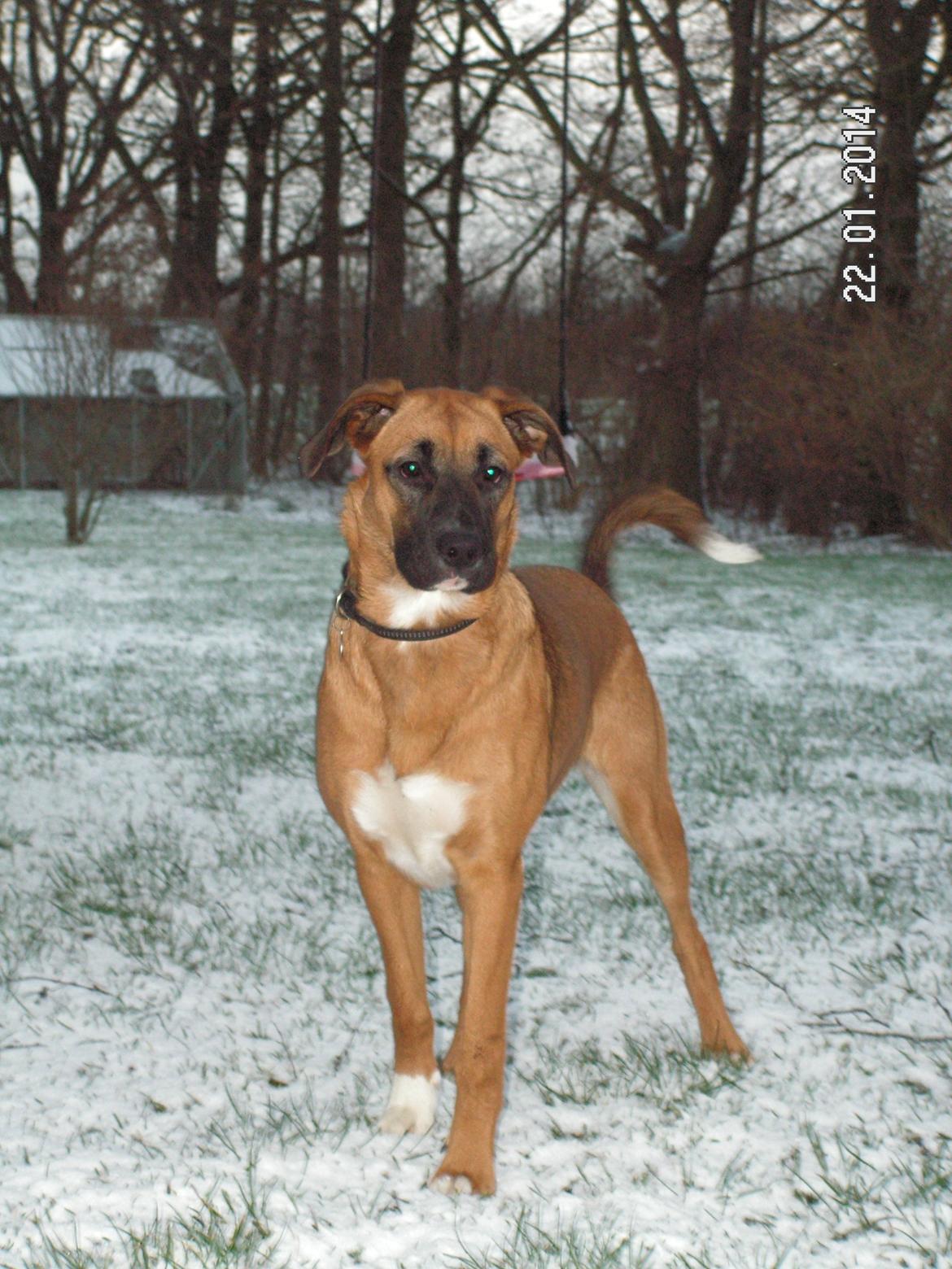 Blanding af racer Bertha - Smuk i snevejr billede 15