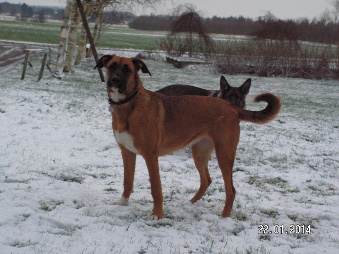 Blanding af racer Bertha billede 25