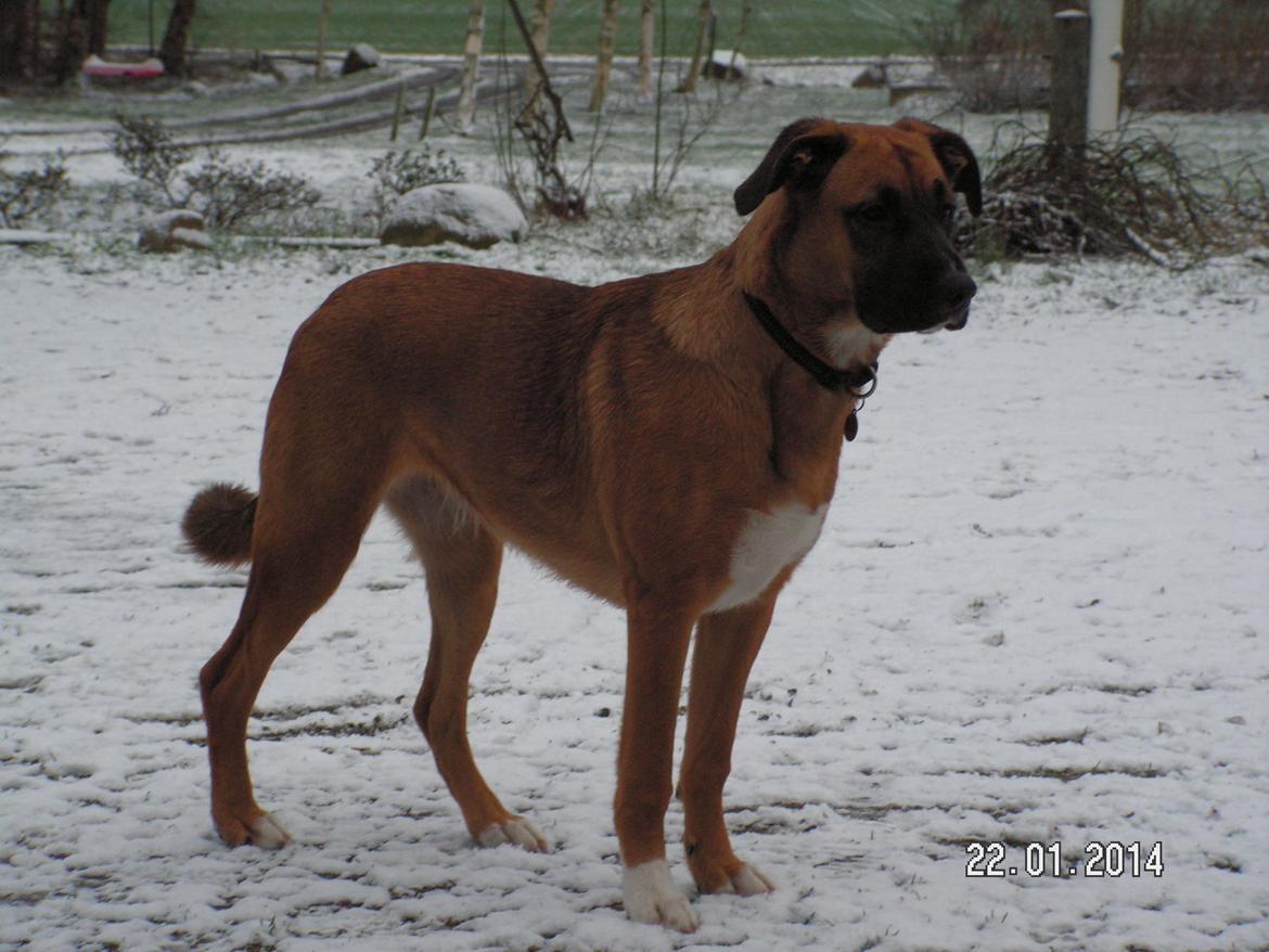 Blanding af racer Bertha - Bertha 6 måneder og 20 dage gammel billede 2
