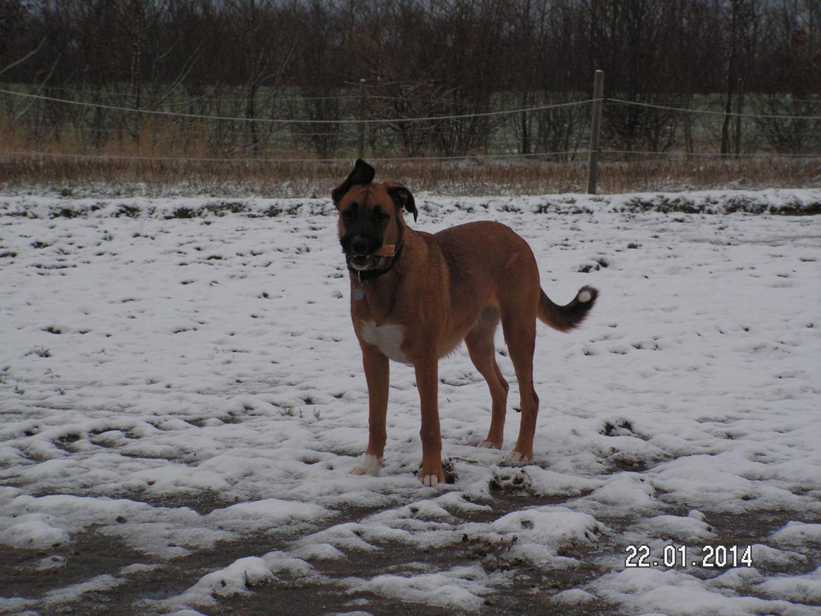 Blanding af racer Bertha billede 18