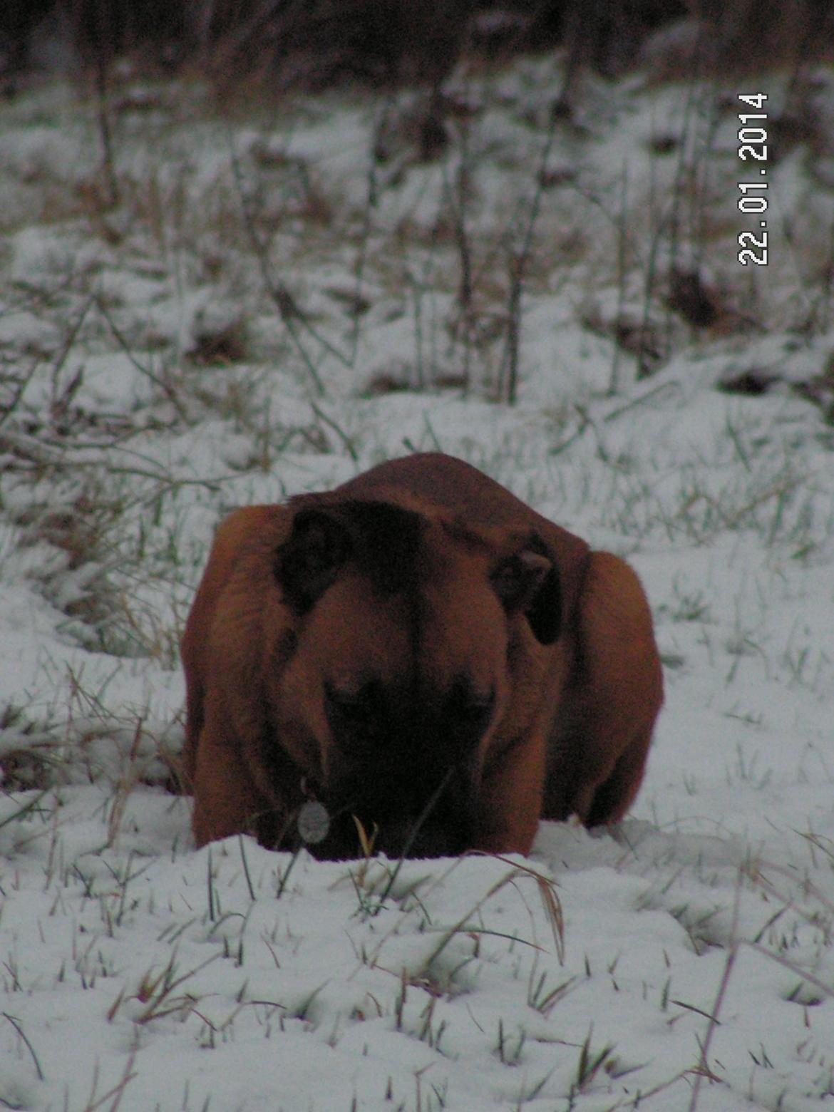 Blanding af racer Bertha - Bertha elsker sne billede 26