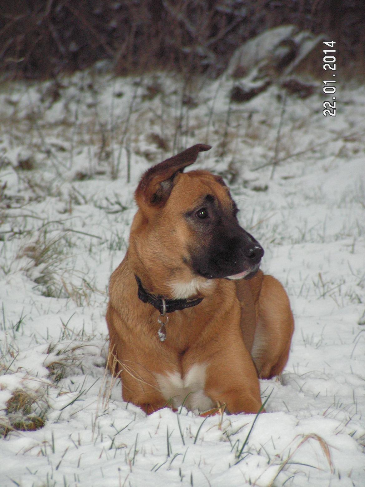 Blanding af racer Bertha billede 14