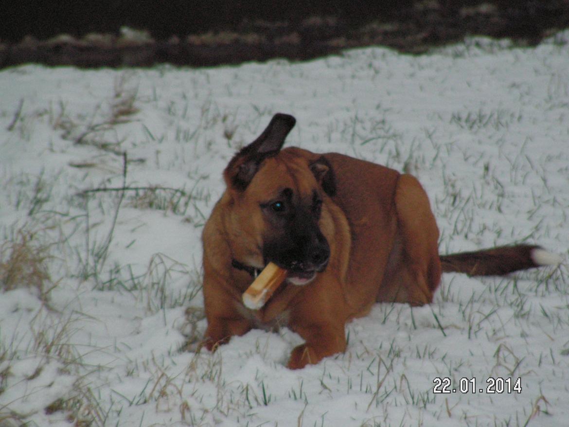 Blanding af racer Bertha billede 29