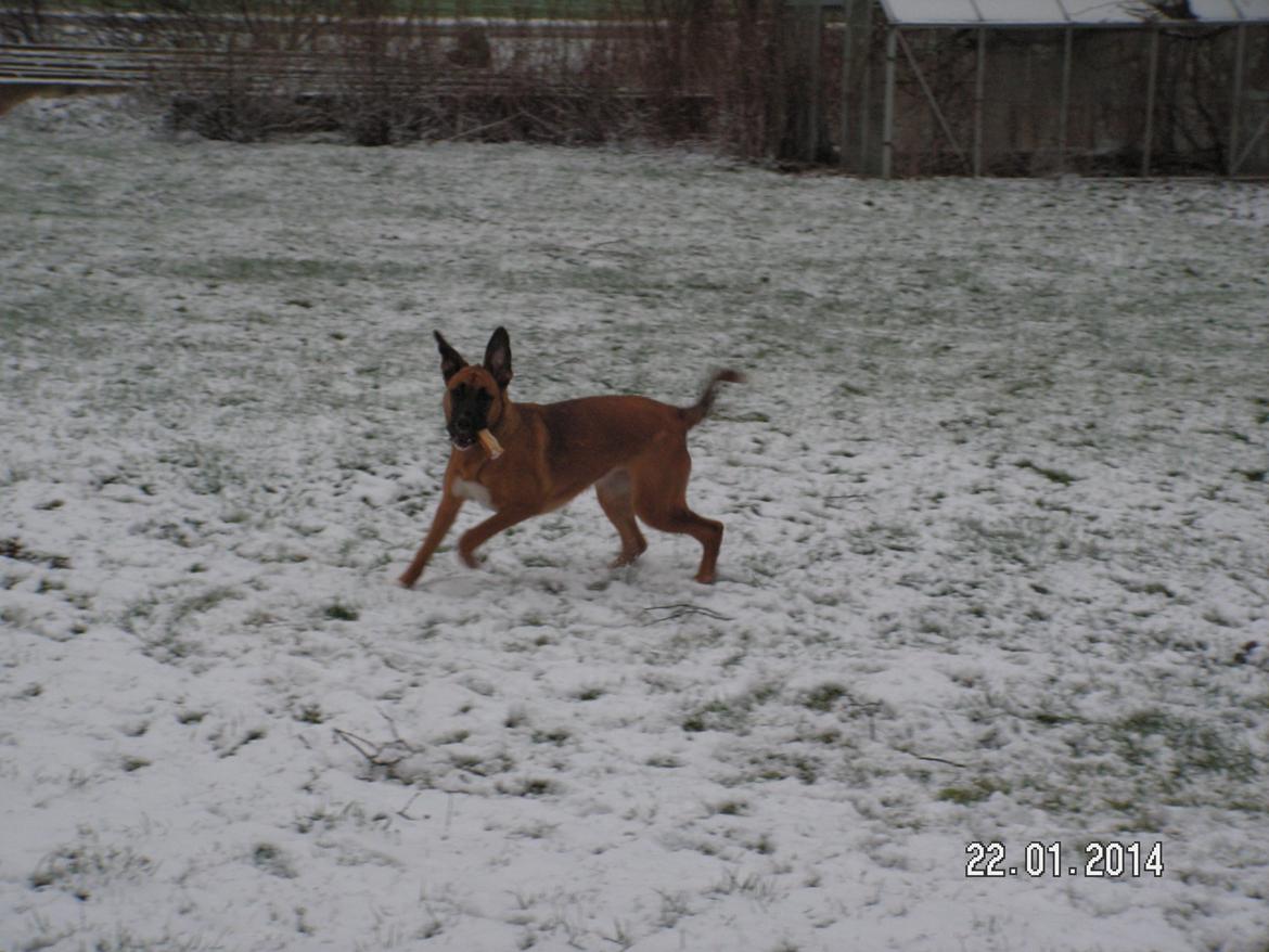 Blanding af racer Bertha - Vild leg i sneen :D billede 31