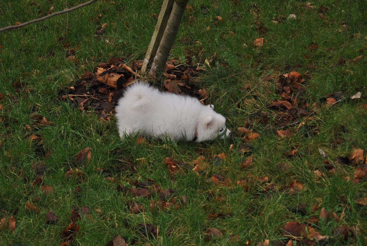 Japansk spids keeper ballare la giga billede 18