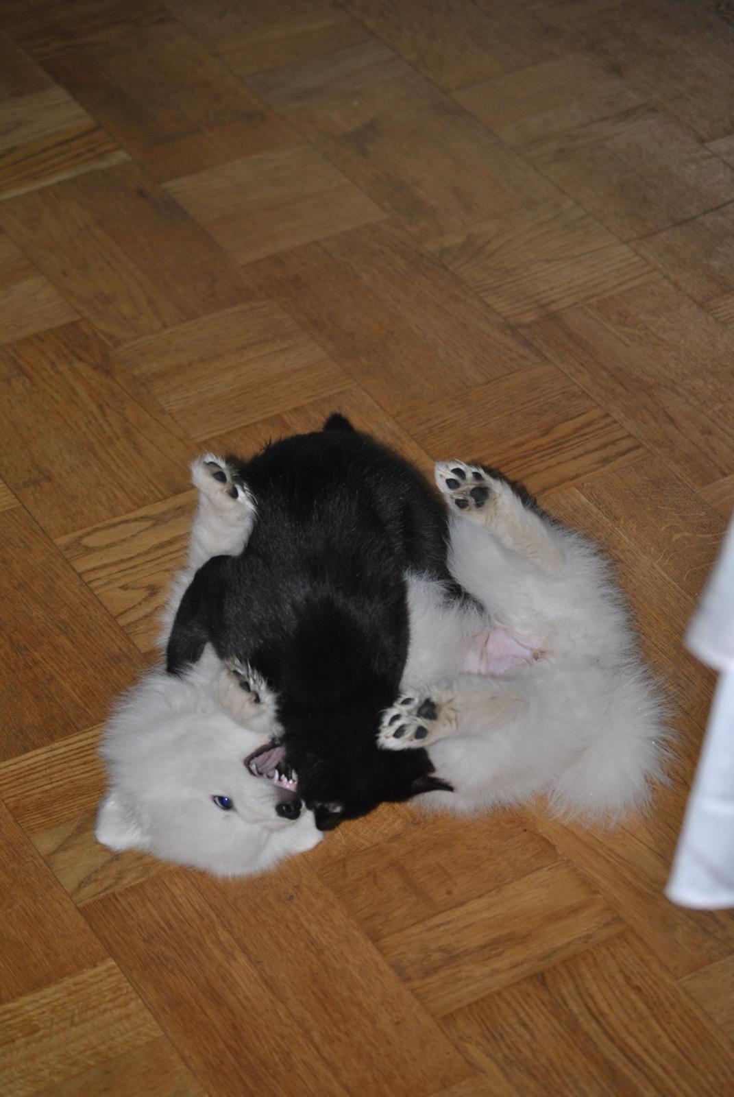 Japansk spids keeper ballare la giga billede 19