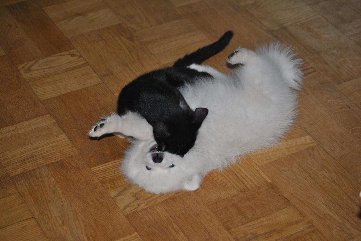 Japansk spids keeper ballare la giga billede 20