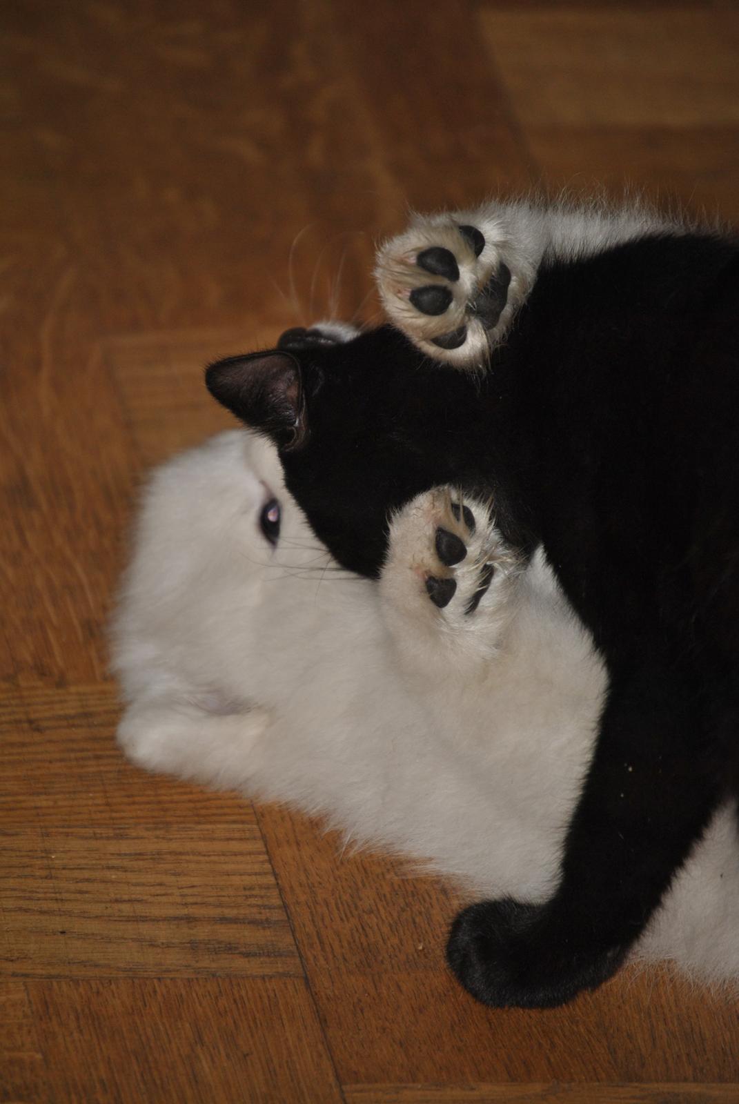 Japansk spids keeper ballare la giga billede 21