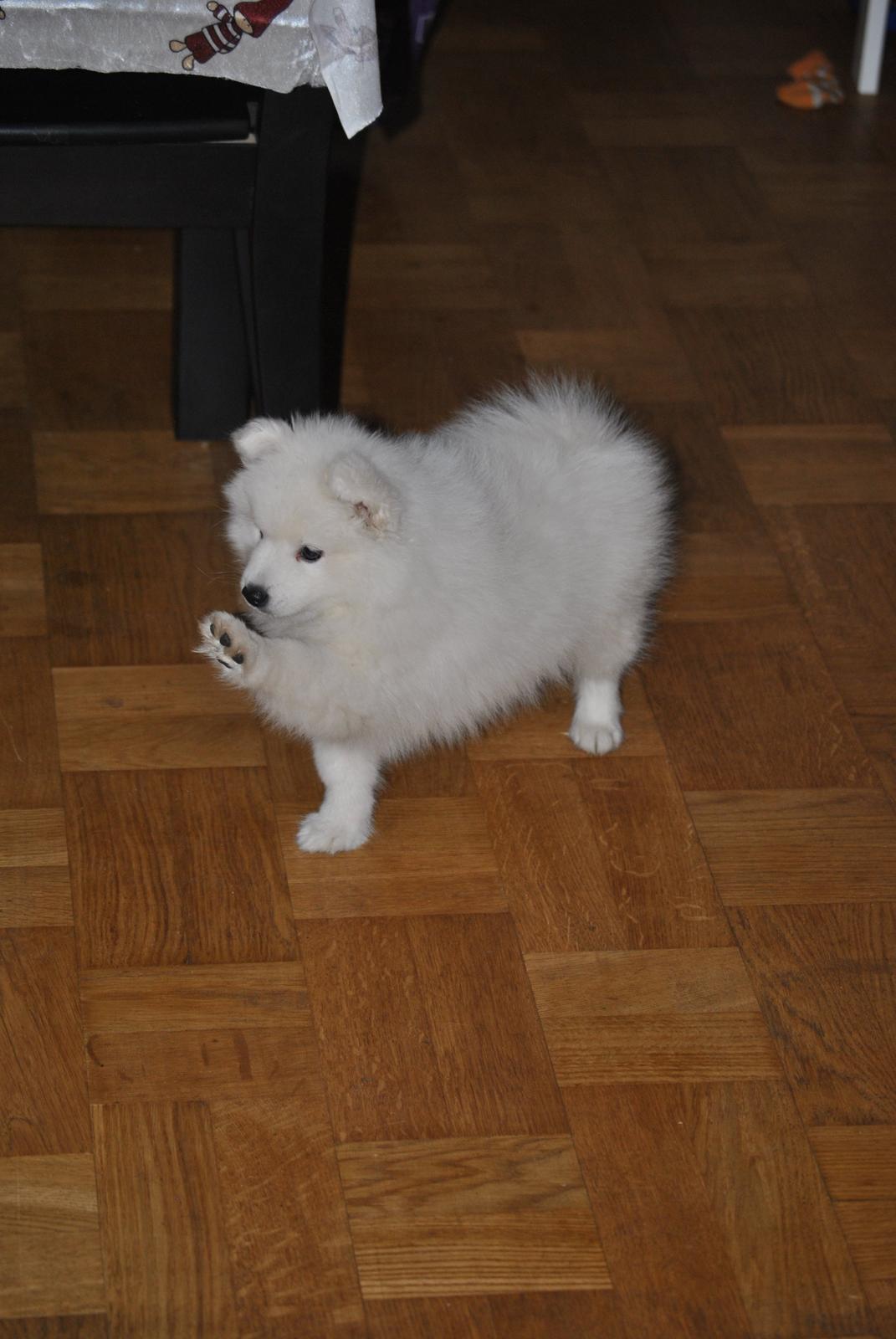 Japansk spids keeper ballare la giga billede 22