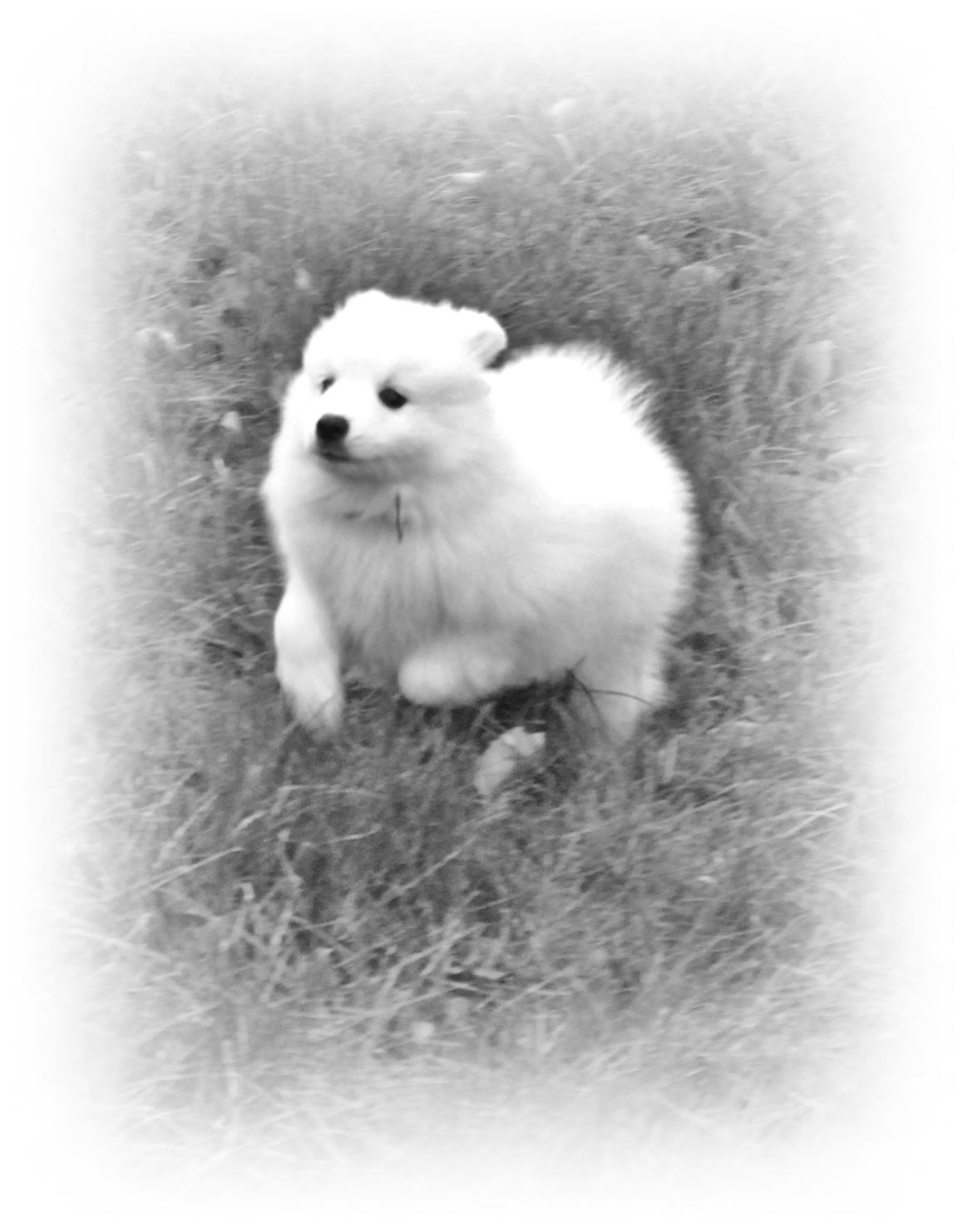 Japansk spids keeper ballare la giga billede 1