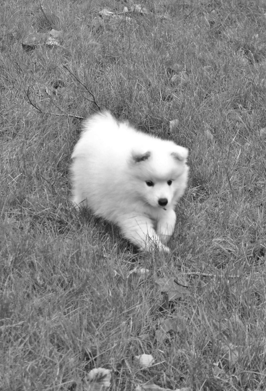 Japansk spids keeper ballare la giga billede 3