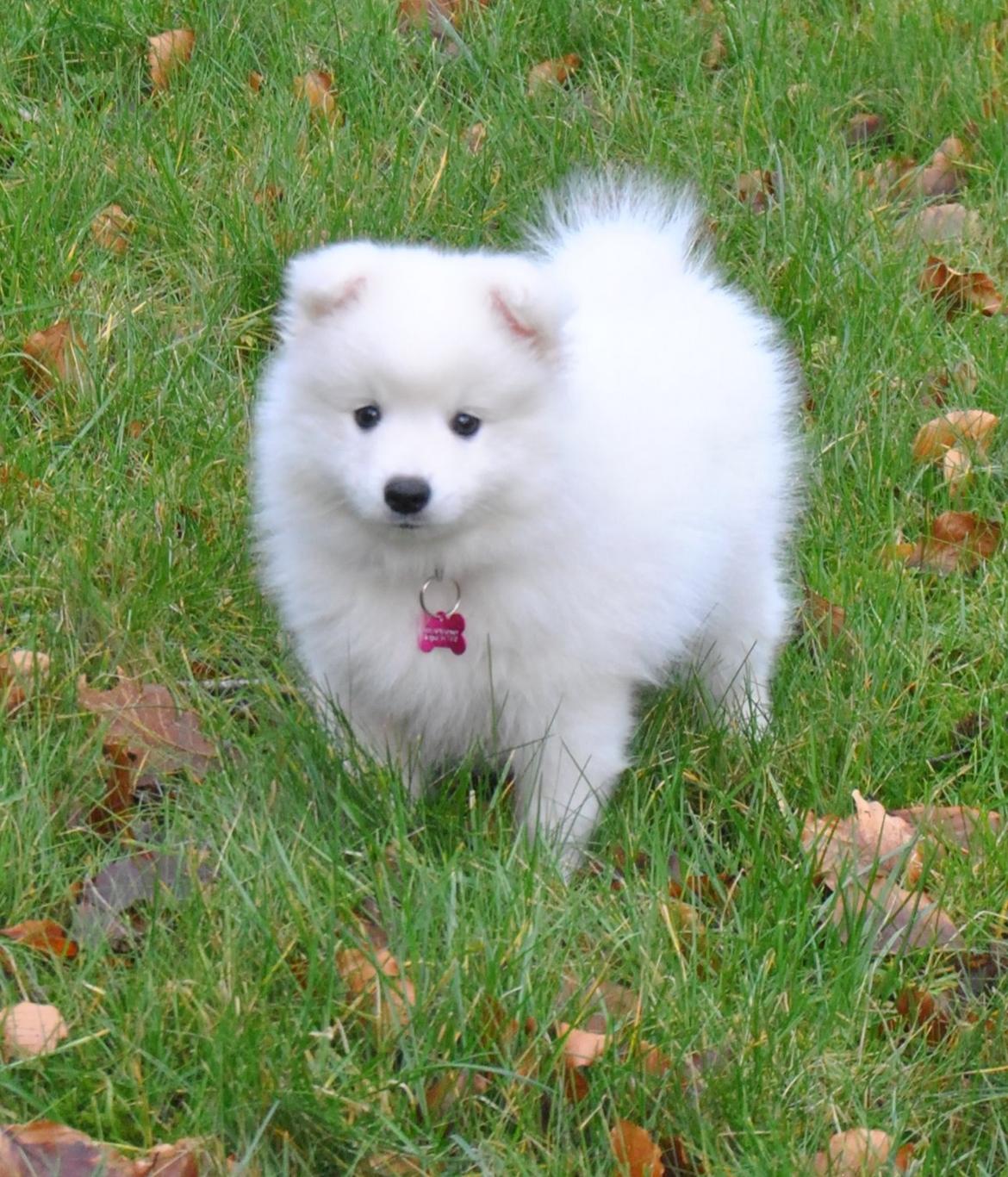 Japansk spids keeper ballare la giga billede 4