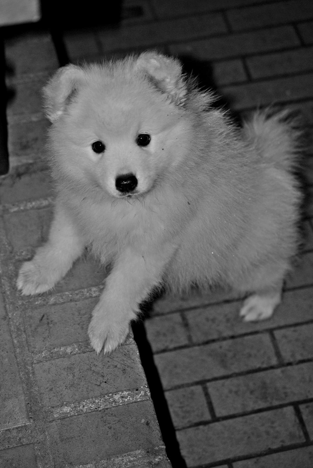 Japansk spids keeper ballare la giga billede 2