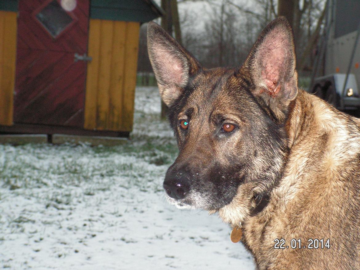 Schæferhund Kweo's Porsche billede 29