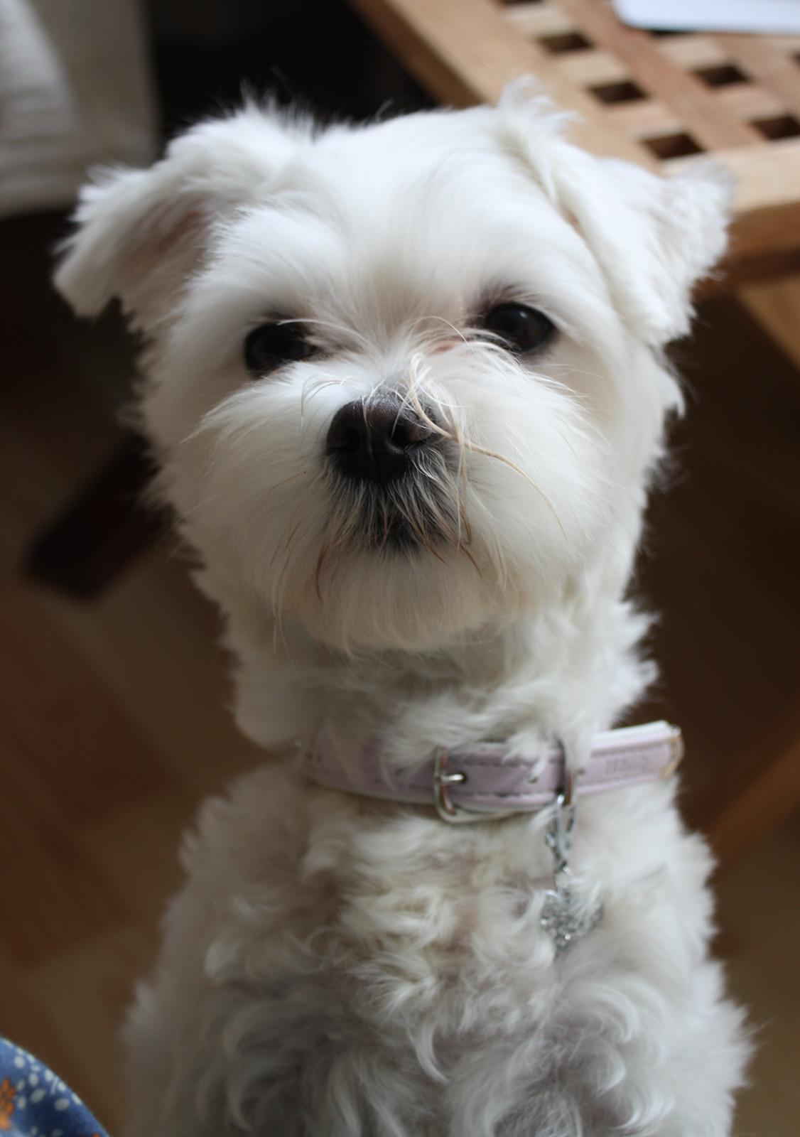 Malteser Carla billede 36