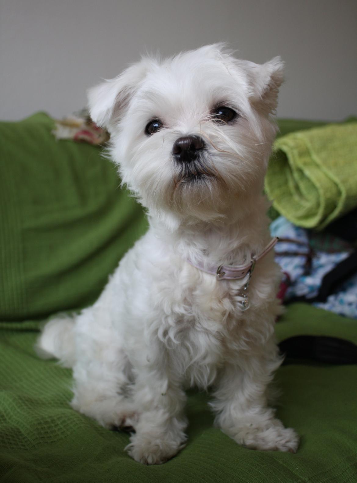 Malteser Carla billede 29