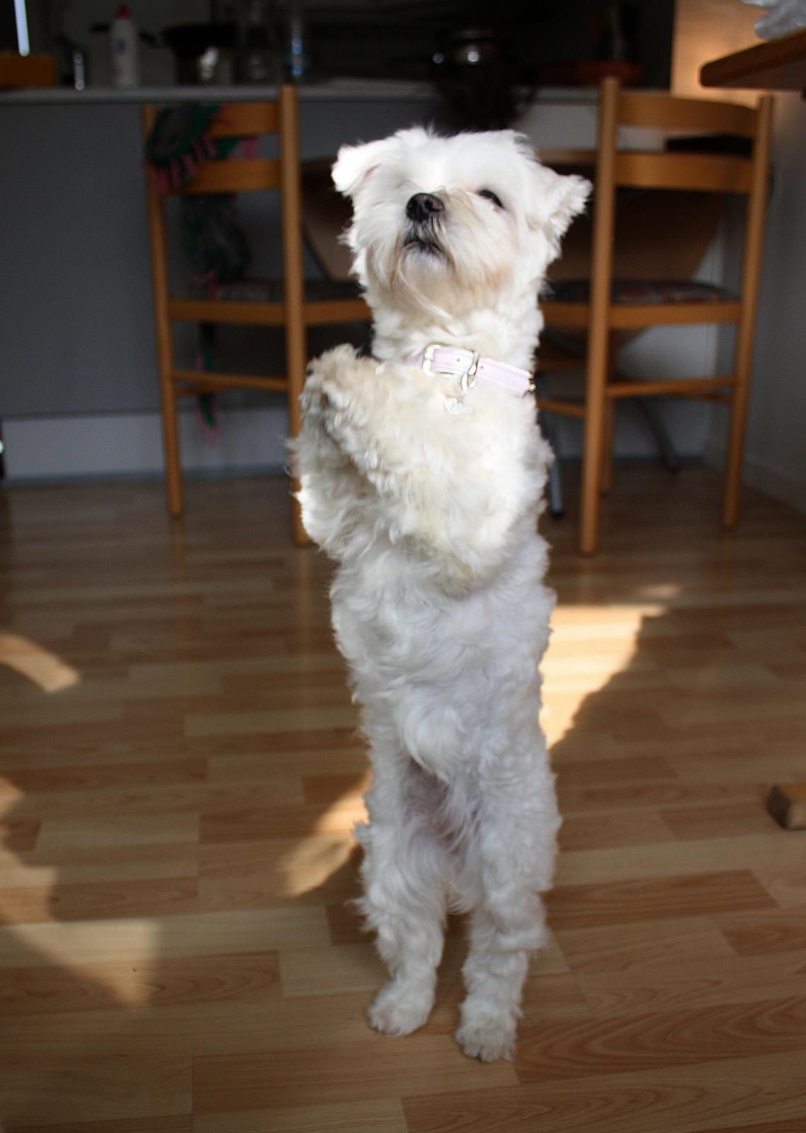 Malteser Carla billede 30