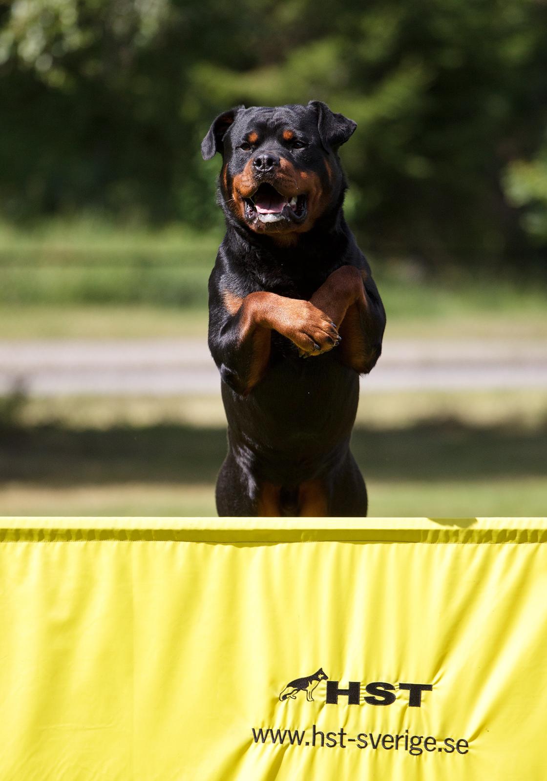 Rottweiler Future-Rotts Alfred billede 7