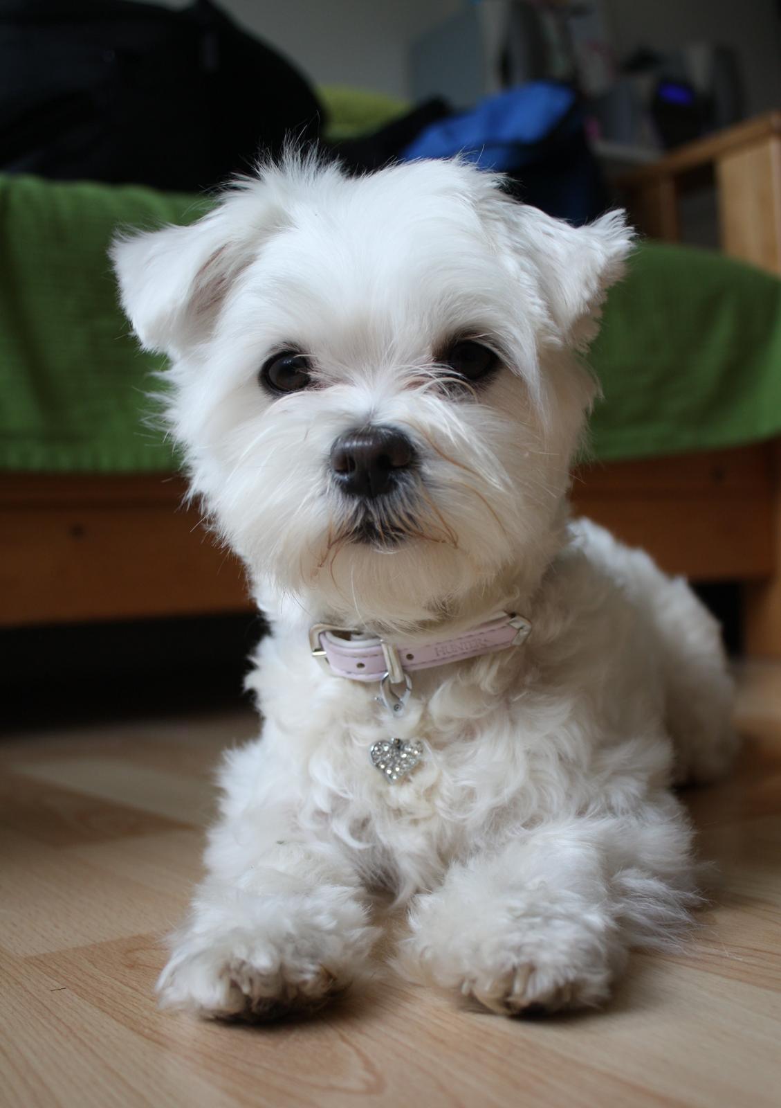 Malteser Carla billede 37