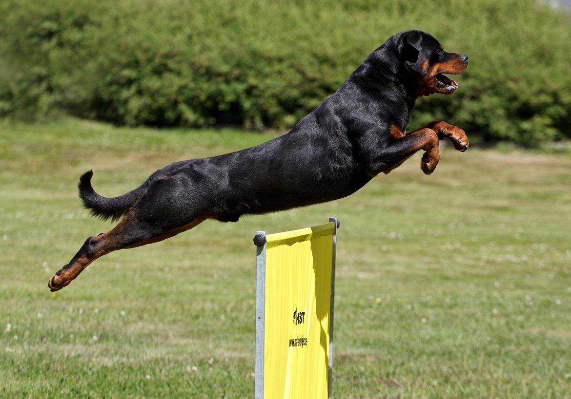 Rottweiler Future-Rotts Alfred billede 8
