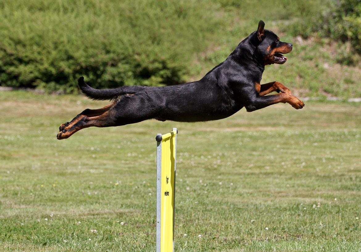 Rottweiler Future-Rotts Alfred billede 9