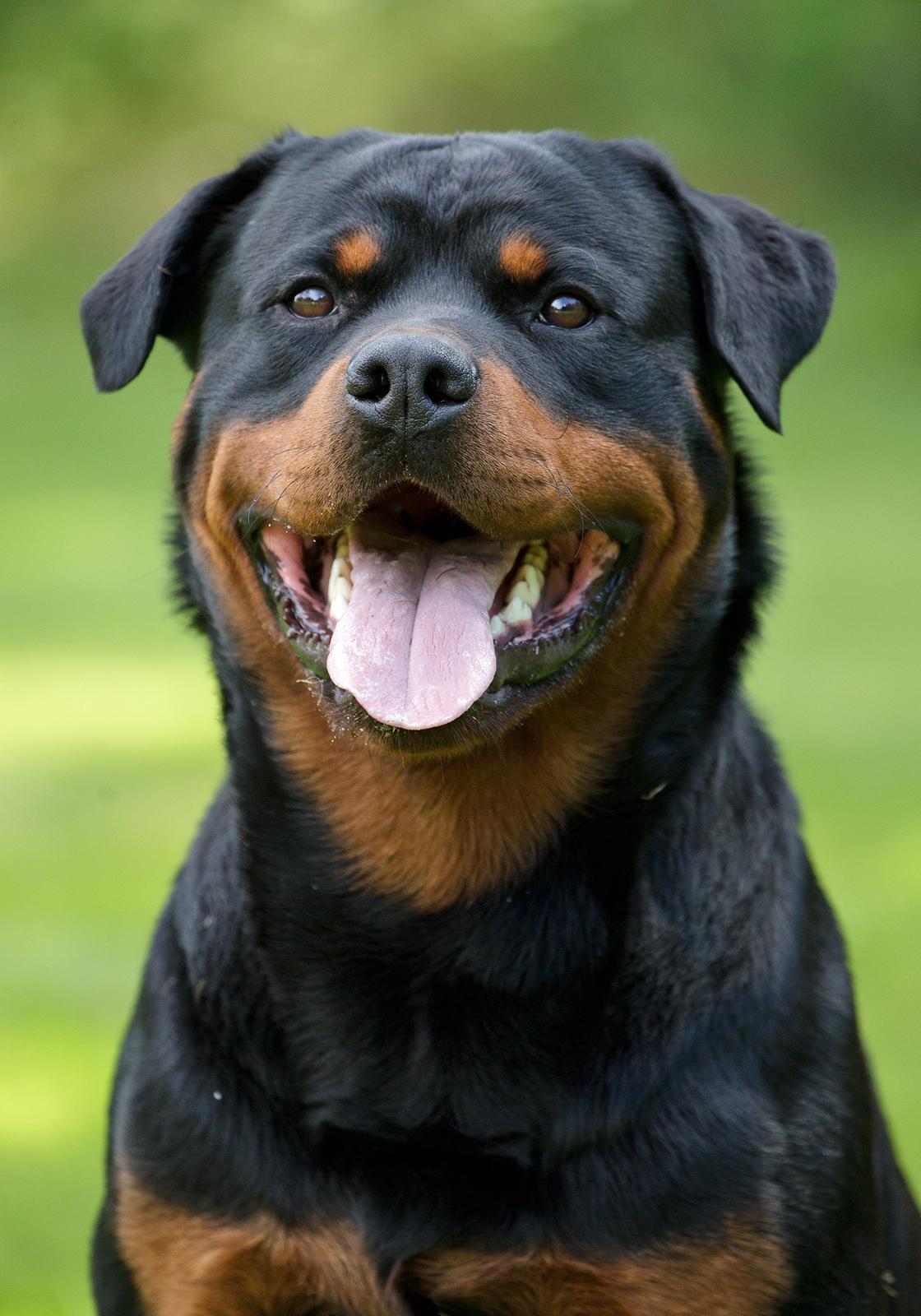 Rottweiler Future-Rotts Alfred billede 10
