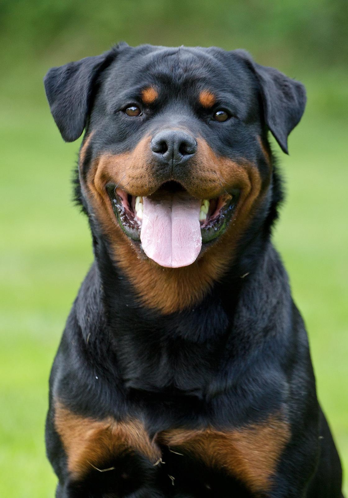 Rottweiler Future-Rotts Alfred billede 11