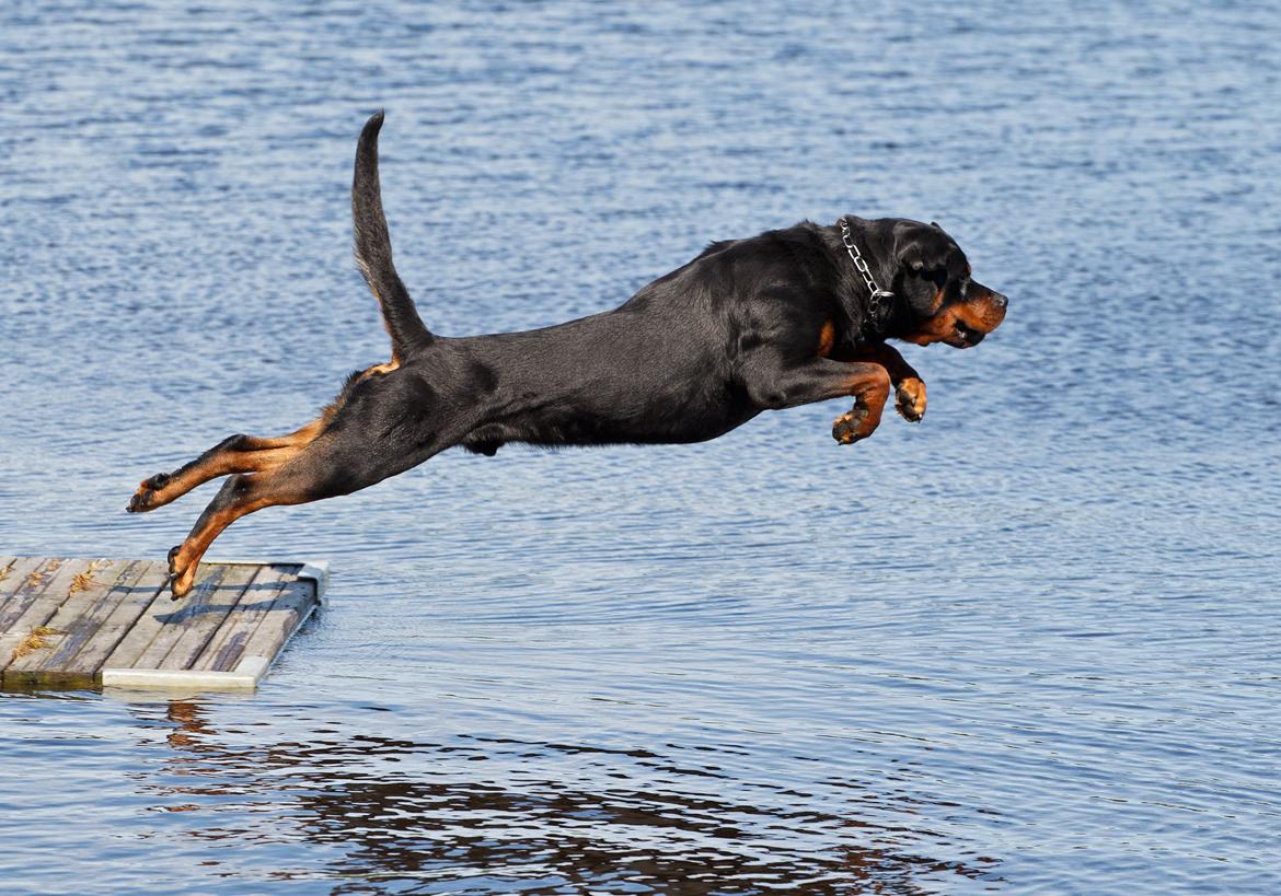 Rottweiler Future-Rotts Alfred billede 12