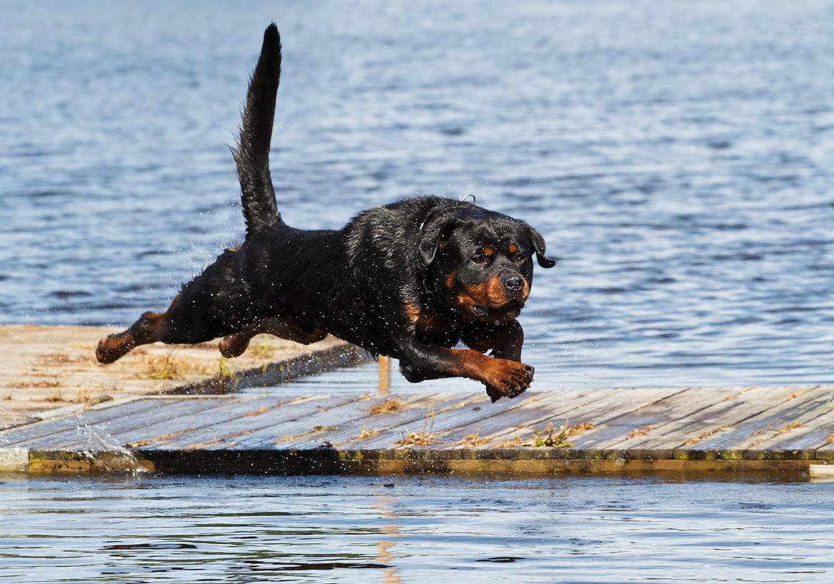 Rottweiler Future-Rotts Alfred billede 13