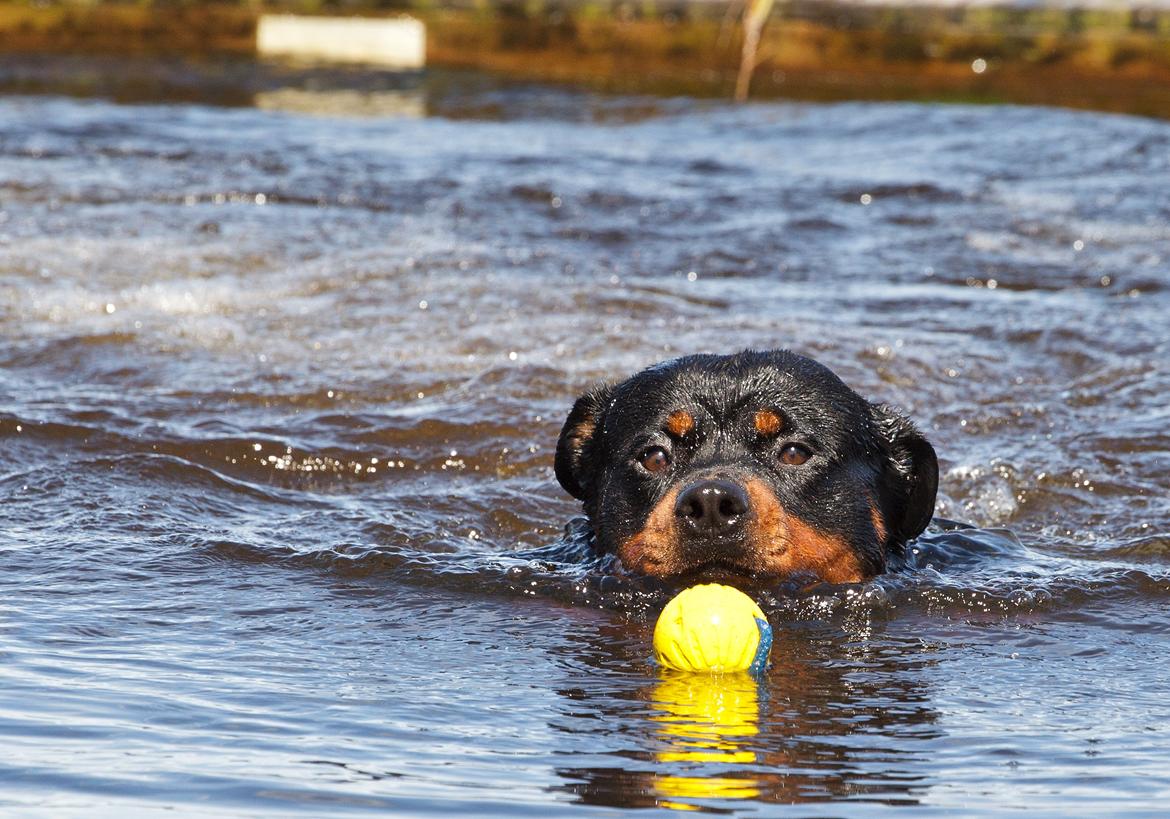 Rottweiler Future-Rotts Alfred billede 14