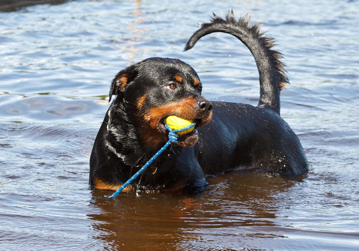 Rottweiler Future-Rotts Alfred billede 15
