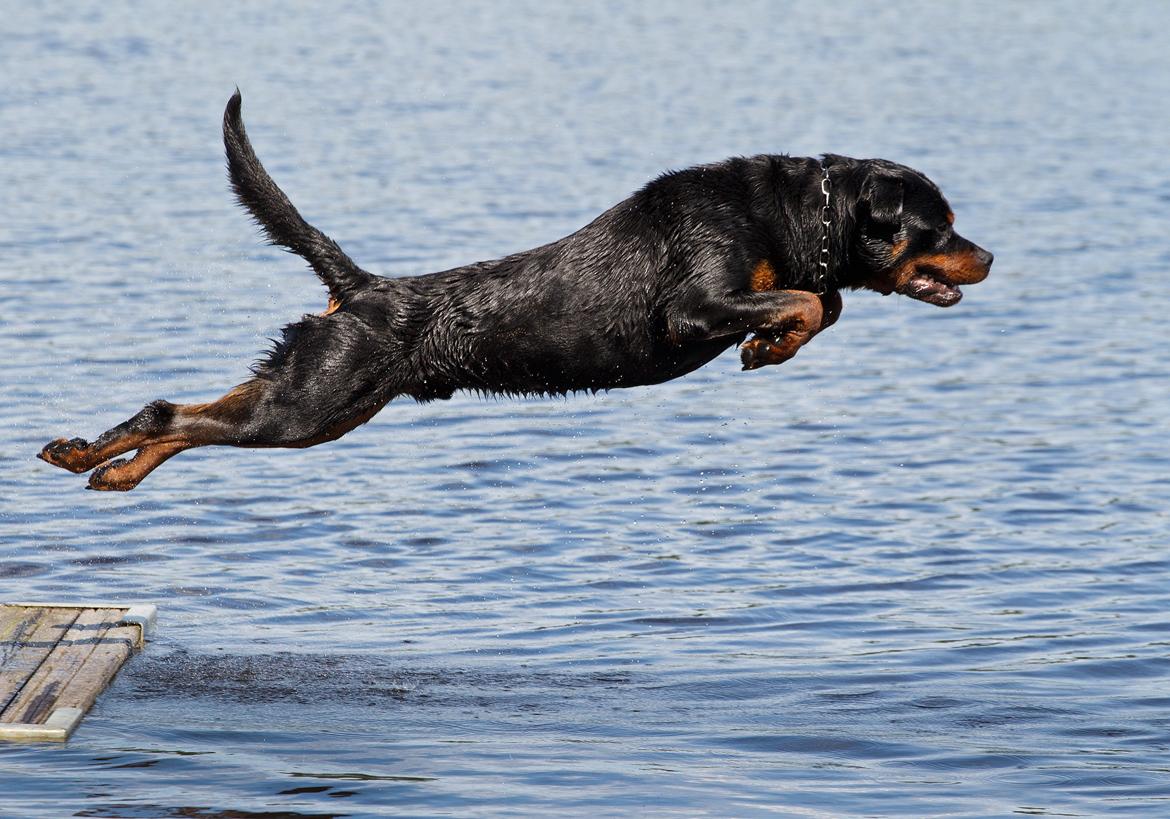 Rottweiler Future-Rotts Alfred billede 16
